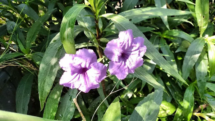 Pearsall RV Park Picture 2