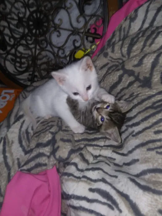 Western Park Manufactured Home Community Picture 7