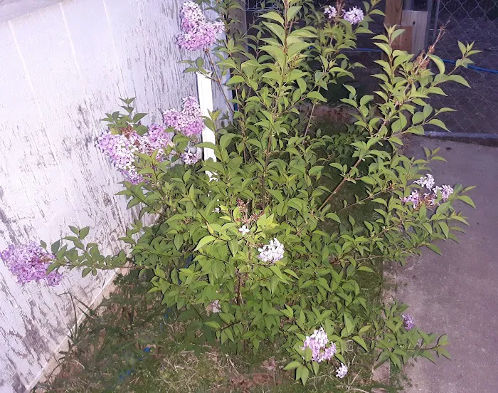 Country Mobile Home Park Picture 6