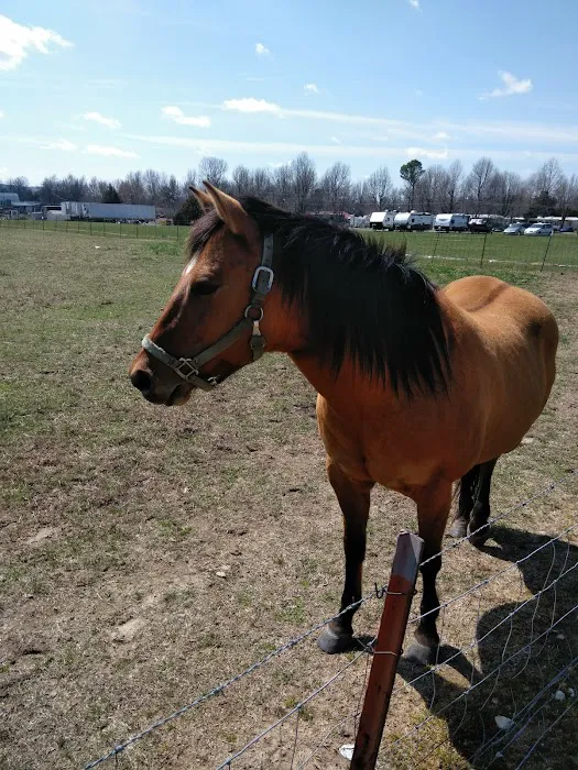 Trailwood Mobile Home & RV Park Picture 4