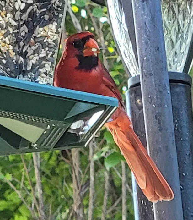 Trailwood Mobile Home & RV Park Picture 10