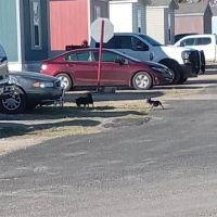 South Concho MHC ico