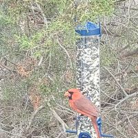 Twin Buttes Trailer Park ico