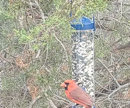 Twin Buttes Trailer Park