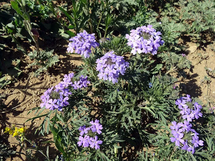 Sam's Place RV Park Picture 6