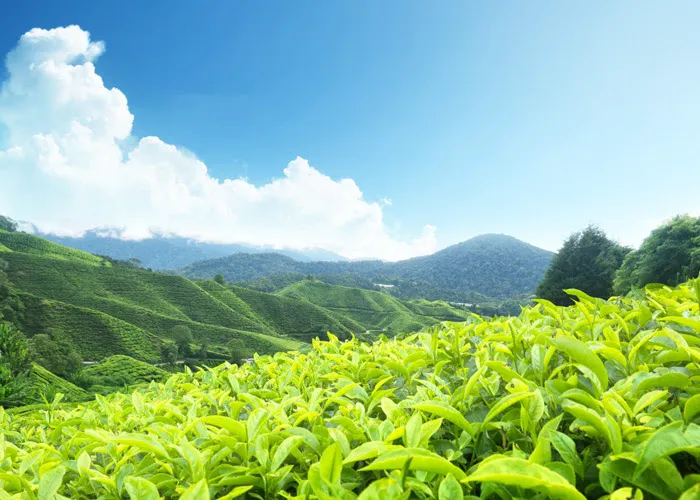 Happy Days RV Park Picture 2