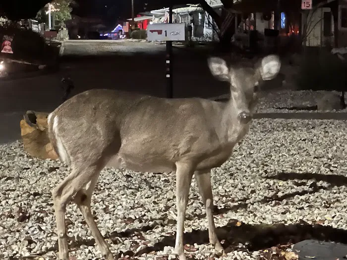 Rio Robles Mobile Home & RV Park Picture 10