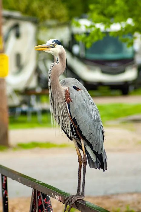 Branson Lakeside RV Park Picture 2