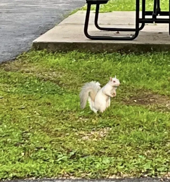 Hide-A-Way Branson RV Park Picture 5