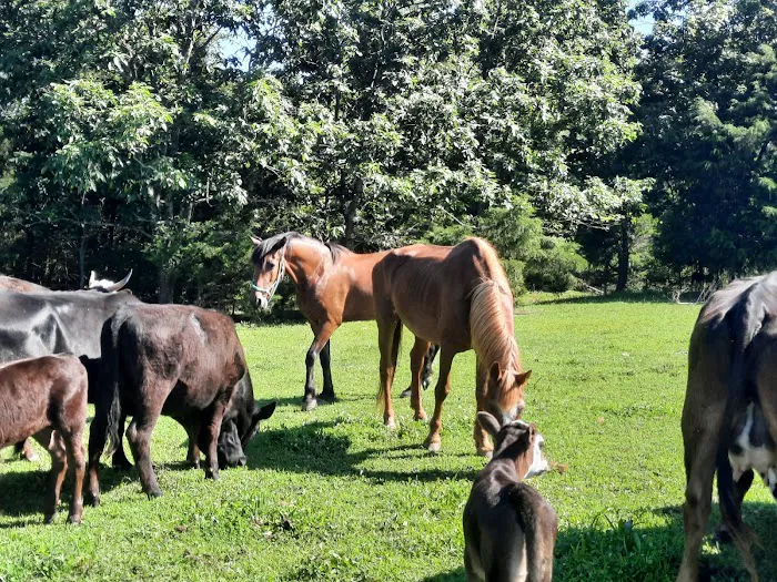 Pettigrew RV Park and Recreational Campground Picture 5