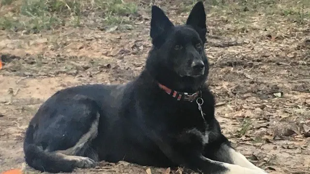 CJ Robins RV Retreat In Bandera, TX Picture 10