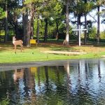 PINE Tree RV PARK