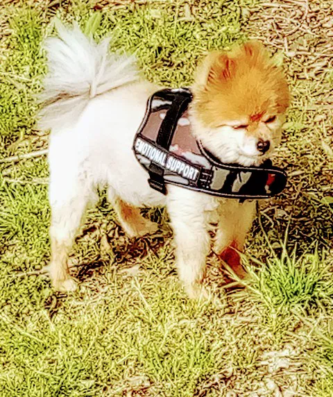 Woodridge Estates Mobile Home Park Picture 7