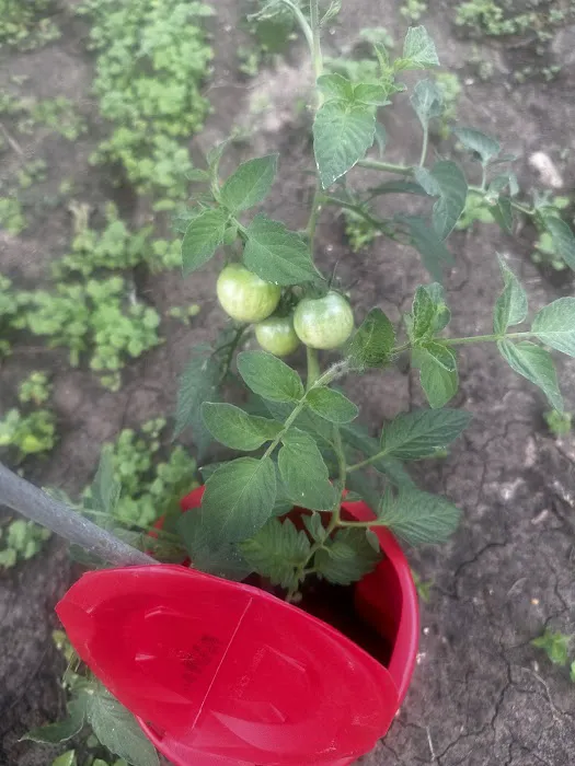 Sunrise RV Park Picture 9