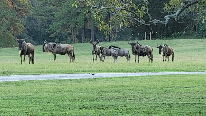 Rain Tree RV Park Picture 3