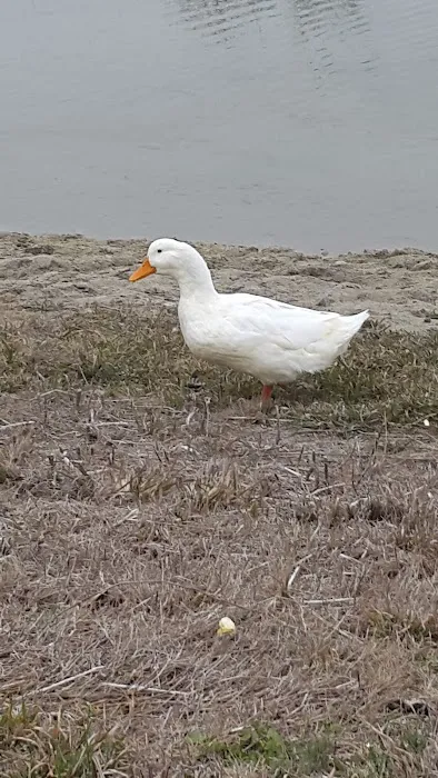 Ranchero Estates Mobile Home Cmm Picture 1