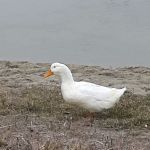 Ranchero Estates Mobile Home Cmm