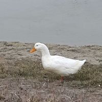 Ranchero Estates Mobile Home Cmm ico