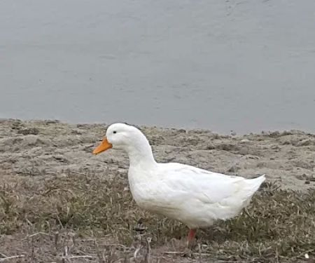 Ranchero Estates Mobile Home Cmm