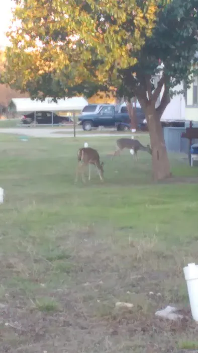 Ranchero Estates Mobile Home Cmm Picture 4