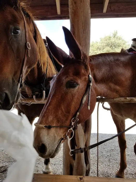 DD Texass Ranch & RV Picture 6