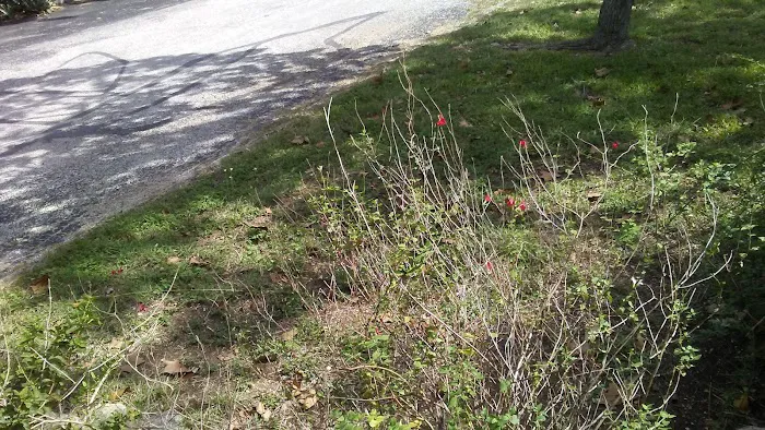 Lone Star Lodges Picture 1