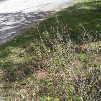 Lone Star Lodges ico