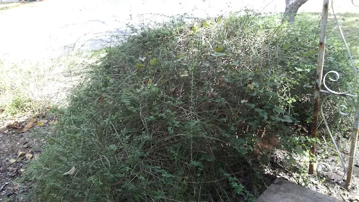 Lone Star Lodges Picture 6