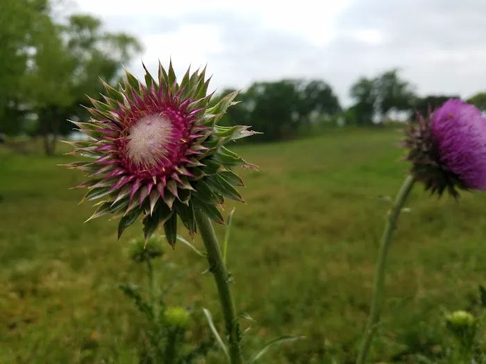 Three Hills Mobile Home Park Picture 3