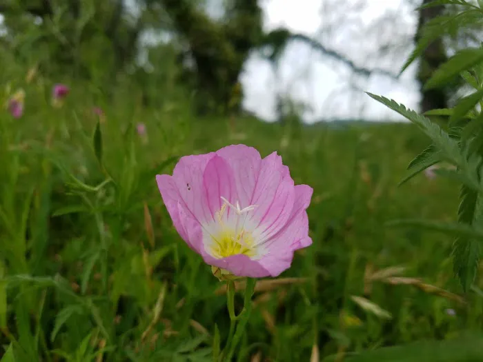 Three Hills Mobile Home Park Picture 5