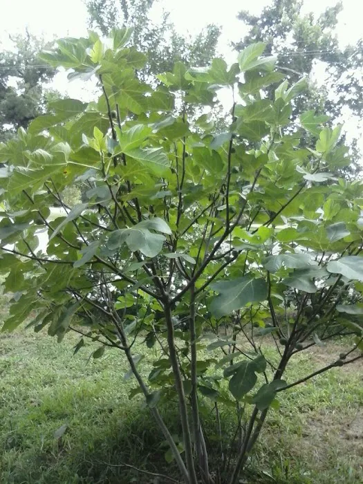 Rolling Meadows Mobile Home Community Picture 7