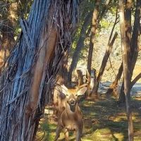 Sereno Medina RV Park ico