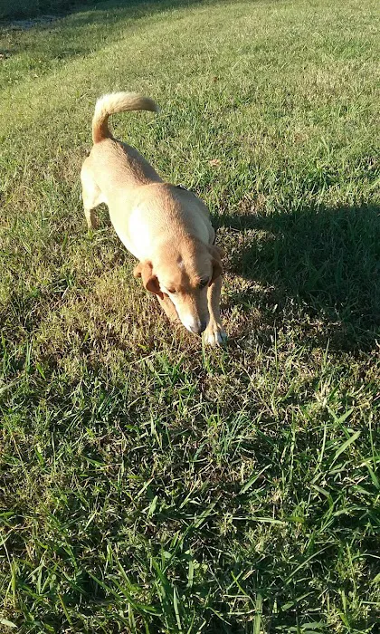 Green Tree RV Park Picture 2