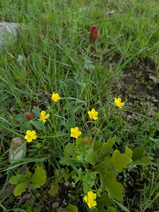 Cary Lane RV Park Picture 2