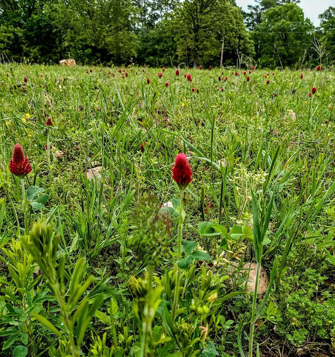 Cary Lane RV Park Picture 3