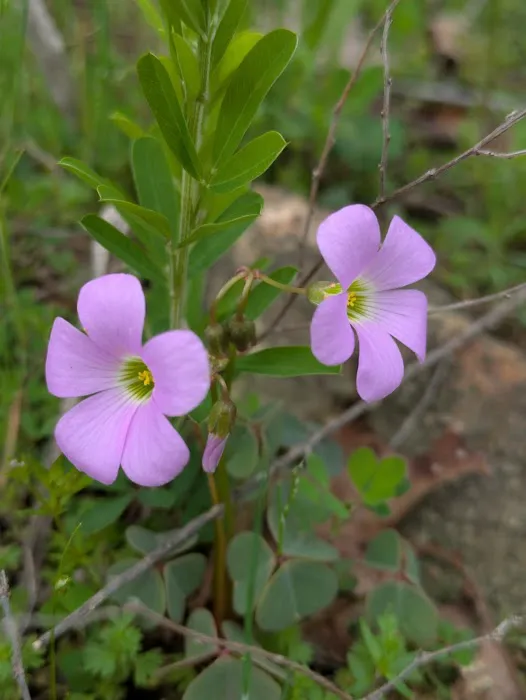 Cary Lane RV Park Picture 4