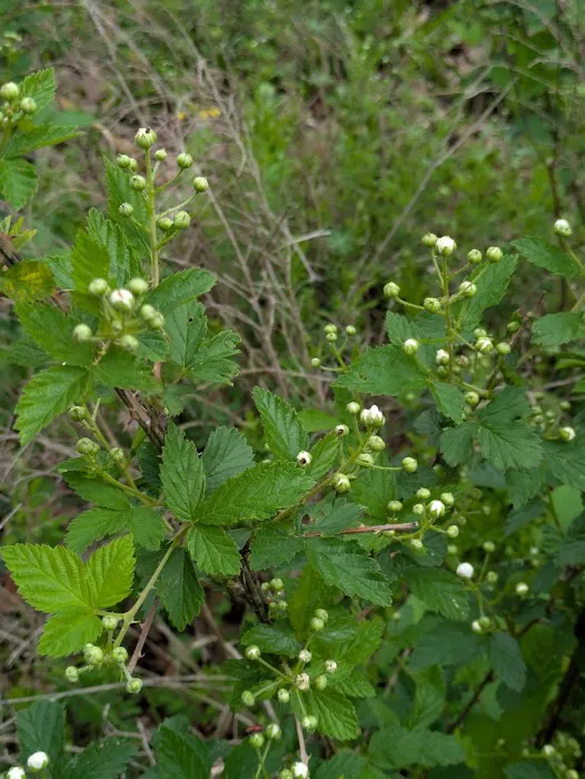 Cary Lane RV Park Picture 6