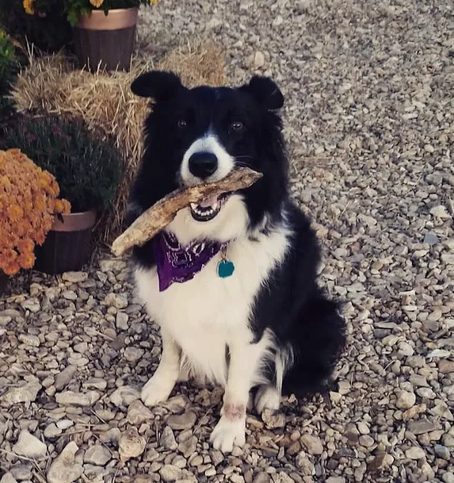 Travelin' Joe RV Park Picture 3