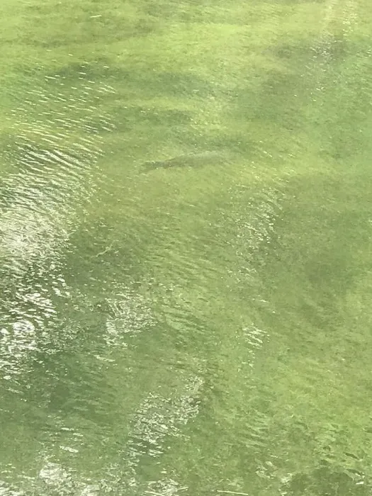 Fishing RV park Picture 10