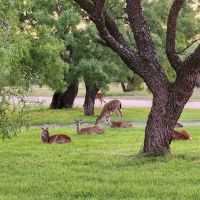 Wildcat RV and Paint Creek MH Parks ico