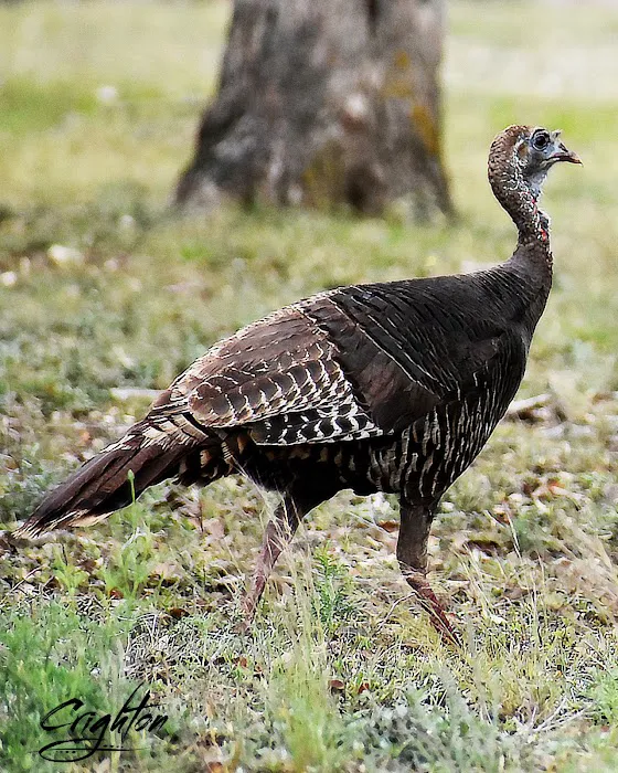 Farm Country Club Picture 3