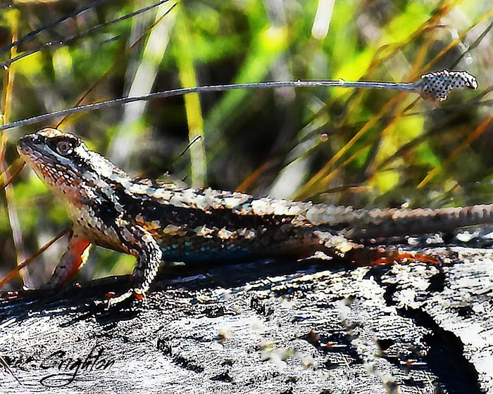 Farm Country Club Picture 2