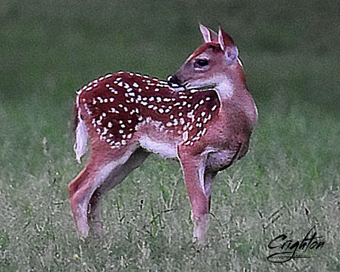 Farm Country Club Picture 5