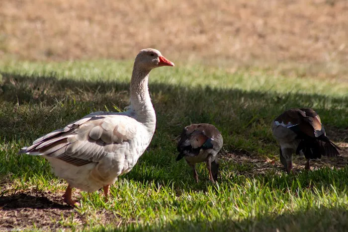 Ingram Oaks Retirement Comm Picture 6