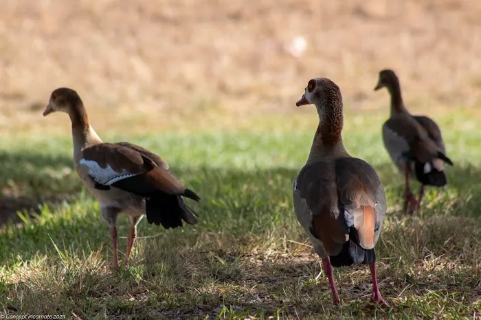 Ingram Oaks Retirement Comm Picture 10