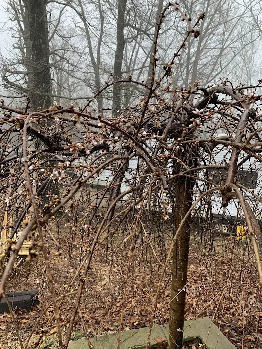 At Ease RV Park Picture 3