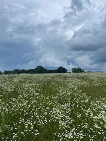 Highlandville Mobile Homes Picture 1