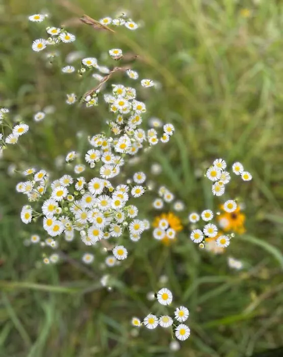 Highlandville Mobile Homes Picture 2