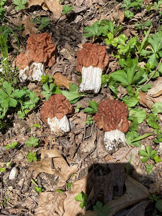 Sunset Ridge Mobile Home Park and rv's Picture 9