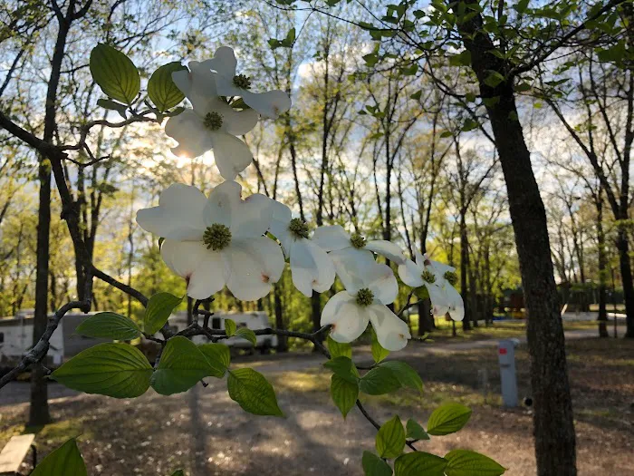 Oak Hill Court Cabins & RV Park Picture 10